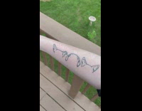 Guy on deck with three dog tattoos on arm part 1