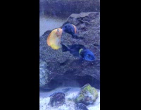 Goldfish and black gold fish kiss each other