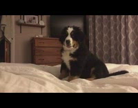 small brown and white puppy pouncing on white bed