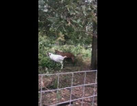 Goats eat leaves off fallen tree river