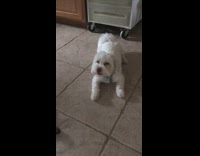 White dog floor barking howling complaining owner talking mason