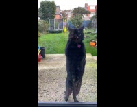 Collab PLC - Black cat stand keeps wiping on glass