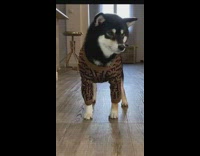 Black white shiba dog changes outfits 