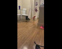 Small puppy runs with red bone toy 