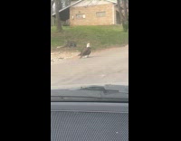 Eagle flies while it carries a squirrel