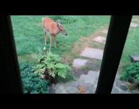 Deer at backyard approaches cat get slapped