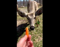 Deer eats the small carrot given by the filmer at the yard