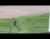 Blue bird on hook replaced by other bird