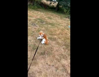 Excited orange cat on leash pulls owner