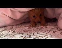 Newborn puppy under blanket paisley print 