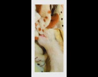 Pet cat lies down and sucks on the blanket