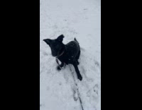 Puppy on a leash catches small snowflakes