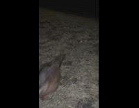 Muskrat on yard attack woman scream night