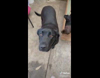 Collab BitchMP - Small brown puppy surrounded by black and brown puppies