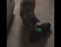 Cat fetch green toy ball black shoe