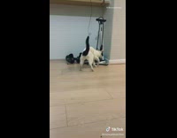 Black white cat walks and shakes legs 