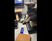 Pet cat plays and knocks down the lip balm stick 