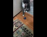 Grey white cat blue egg toy ball