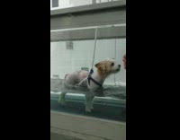 Small white dog underwater treadmill therapy 