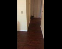 grey cat fetching item tossed by owner 