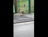 Cat follows small rat on the sidewalk
