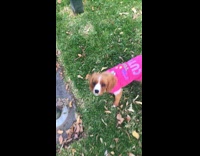 Brown dog pink shirt eats dandelion flower 