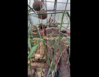 Mouse jumps and attacks the other mouse