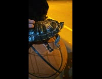 Turtle on ball watch people play basketball