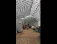 Wild crow trapped and bumps inside the greenhouse