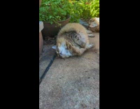 Collab PLC - Pet cat lie down and rubs body on the ground