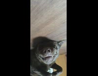 Large brown dog lays on back snaggletooth 