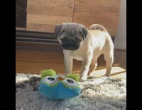 Pug puppy dog blue owl squeaky toy 