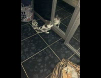 Grey kitten cat plays with mirror reflection 