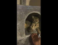 Grey cat in tree tower learns to handshake 