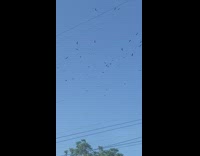 White feather crow flies with crow in the sky