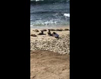 Girl posing with seals beach 