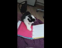 Black white cat digs open binder backpack 