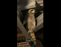 Small dog staring at raccoon in high corner on street