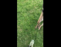 brown dog jumping up in slow motion 