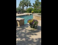 Dog plays fetch jumps in swimming pool