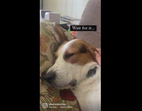 Person show teeth of sleeping dog Psycho theme