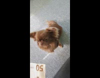 Brown dog walks away after taking money