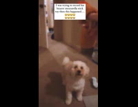 Dog jumps to catch toy from filmer