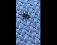 Small cute jumping spider crawl on finger