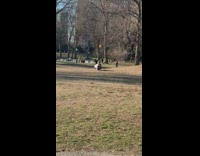 Guy rolls down hill in park