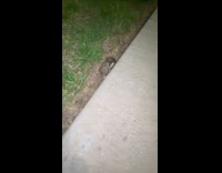Woman sees baby bunny on pavement gap