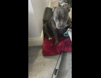 Grey pit bull dog red pillow vacuum 