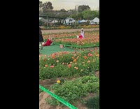 Lady Spins for Photos at the Flower Fields