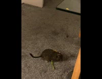 Chinchilla on glass table steal tulip flower