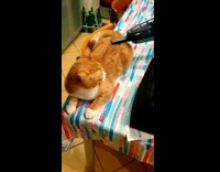 Fur of orange white cat gets vacuumed